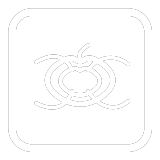 Apple Knot 
