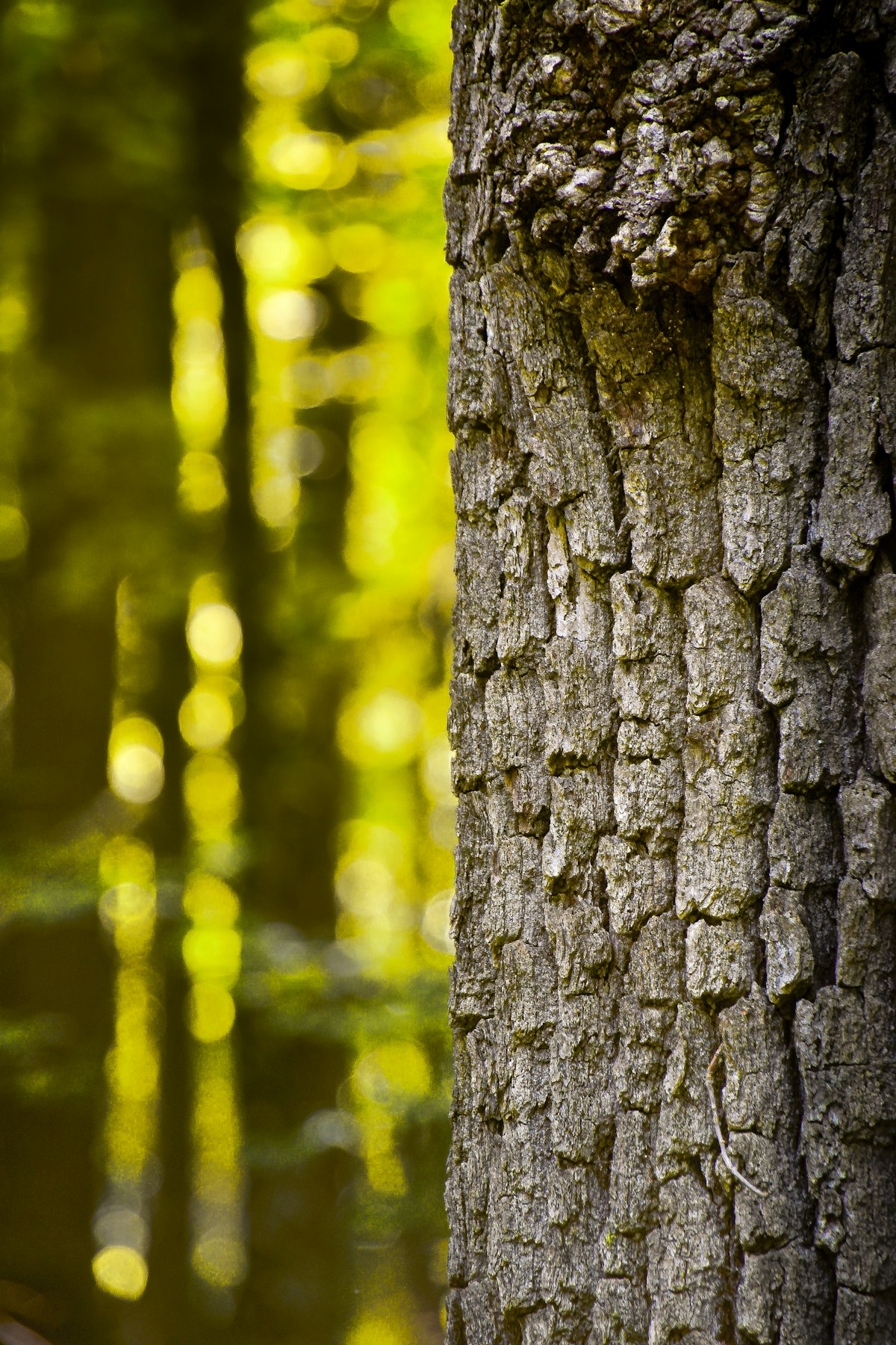 Tree bark inspiration